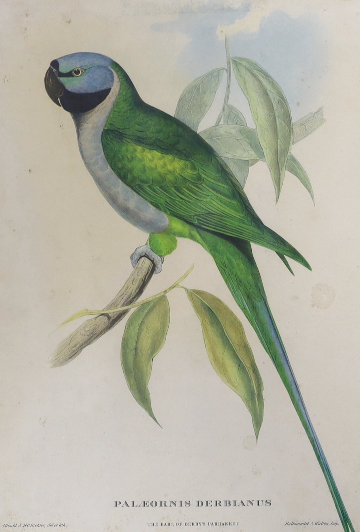 After John Gould (1804-1881) and H C Richter (1821-1902), set of three colour lithographs, including ‘Giant Trogon’ and ‘The Earl of Derby's parakeet’, 39 x 29cm